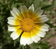 Sordonaia (Chrysanthemum coronarium) 3/3