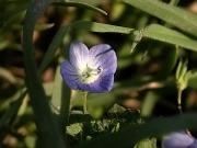 Verónica  Pèrsica (Veronica persica)