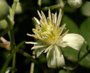 Vidalba (Clematis vitalba) 1/2