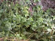Rogeta (Rubia peregrina ssp. peregrina) 2/2