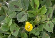 Herba de la taca (Medicago maculata)