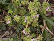 Rèvola borda (Sherardia arvensis)