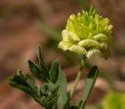 Trèvol (Trifolium campestre) 1/2