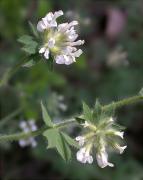 Botja peluda (Dorycnium hirsutum) 1/2