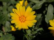 Boixac de camp (Calendula arvensis)