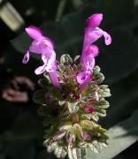 Peu de gall (Lamium amplexicaule)