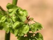 Paradella (Rumex crispus) 1/2