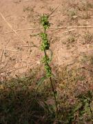 Paradella (Rumex crispus) 2/2