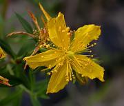 Herba de Sant Joan (Hyperycum perforatum)