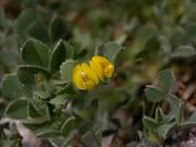 Medicago sp.