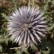 Panical blau (Echinops ritro) 1/2