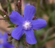 Blugossa blava (Anchusa italica) 1/2