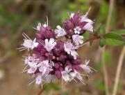 Orenga (Origanum vulgare)