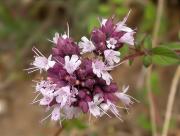 Orenga (Origanum vulgare)