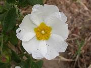 Estepa Borrera (Cistus salviifolius)