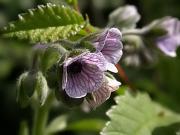 Besneula (Cynoglossum creticum)