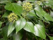 Heura (Hedera helix) 2/2