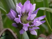 Camabruna (Psoralea bituminosa)