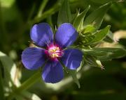 Borrissol (Anagallis arvensis)