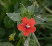 Borrissol vermell (Anagallis arvensis)