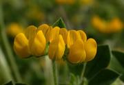 Lot ornitopodioide (Lotus ornithopodioides) 1/2