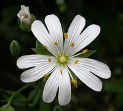 Rèvola (vera)  (Stellaria holostea)