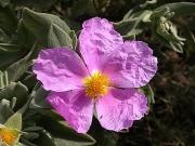 Estepa blanca (Cistus albidus)