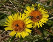 Salsona (Inula crithmoides)