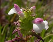 Cresta de gall (Bellardia trixago)