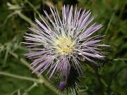 Calcida blanca o Card blanc (Galactites tomentosa) oberta 2/2