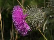 Lloba-carda (Cirsium vulgare)