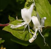 Lligabosc etrusc (Lonicera etrusca) 2/2