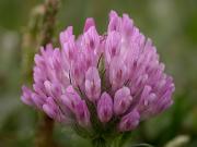 Trèvol ... (Trifolium sp.) ?