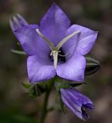 Campaneta blava (Campanula persicifolia)