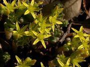 Crespinell groc (Sedum acre)