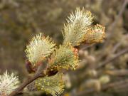 Salix sp. 2/3