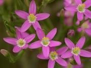 Centaurium erythraea