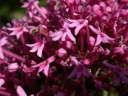 Herba de Sant Jordi (Centranthus ruber)