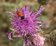 Gratabous (Centaurea scabiosa)