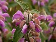 Gresolera del vent (Phlomis herba-venti)