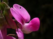 Pèsol bord (Lathyrus latifolius)