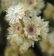 Sempreviva borda (Helichrysum stoechas)