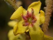 Ploranera (Verbascum sinuatum)