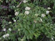 Sanguinyol (Cornus sanguinea) 2/2