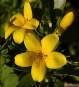 Gessamí groc (Jasminum fruticans) 1/2