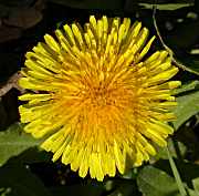 Dent de Lleó (Taraxacum officinale) 1/2