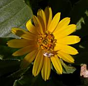 Boixac de camp (Calendula arvensis)