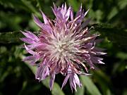 Centaurea o Bracera (Centaurea aspera)