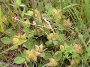 Trèvol de mamella de vaca (Anthyllis tetraphylla) 2/2