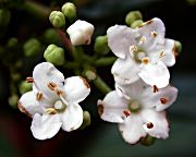 Marfull (Viburnum tinus)